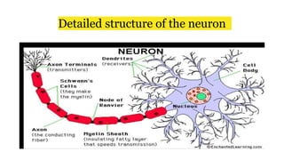 Detailed structure of the neuron
 
