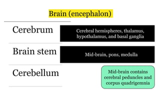 Brain (encephalon)
Cerebrum
Brain stem
Cerebellum
• Cerebral hemispheres, thalamus,
hypothalamus, and basal ganglia
● Mid-brain, pons, medulla
Mid-brain contains
cerebral peduncles and
corpus quadrigemnia
 