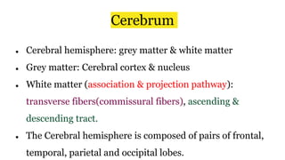 Cerebrum
● Cerebral hemisphere: grey matter & white matter
● Grey matter: Cerebral cortex & nucleus
● White matter (association & projection pathway):
transverse fibers(commissural fibers), ascending &
descending tract.
● The Cerebral hemisphere is composed of pairs of frontal,
temporal, parietal and occipital lobes.
 
