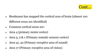 Cont…
● Brodmann has mapped the cortical area of brain (almost 100
different areas are identified)
● Common cortical areas are-
● Area 4 (primary motor cortex)
● Area 3, 2 & 1 (Primary somatic sensory cortex)
● Area 41, 42 (Primary receptive area of sound)
● Area 17 (Primary receptive area of vision)
 