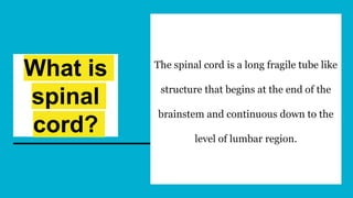 What is
spinal
cord?
The spinal cord is a long fragile tube like
structure that begins at the end of the
brainstem and continuous down to the
level of lumbar region.
 