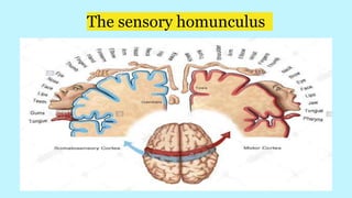 The sensory homunculus
 