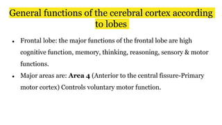 General functions of the cerebral cortex according
to lobes
● Frontal lobe: the major functions of the frontal lobe are high
cognitive function, memory, thinking, reasoning, sensory & motor
functions.
● Major areas are: Area 4 (Anterior to the central fissure-Primary
motor cortex) Controls voluntary motor function.
 