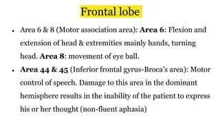 Frontal lobe
● Area 6 & 8 (Motor association area): Area 6: Flexion and
extension of head & extremities mainly hands, turning
head. Area 8: movement of eye ball.
● Area 44 & 45 (Inferior frontal gyrus-Broca’s area): Motor
control of speech. Damage to this area in the dominant
hemisphere results in the inability of the patient to express
his or her thought (non-fluent aphasia)
 