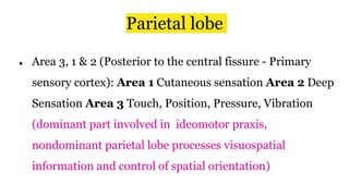 Parietal lobe
● Area 3, 1 & 2 (Posterior to the central fissure - Primary
sensory cortex): Area 1 Cutaneous sensation Area 2 Deep
Sensation Area 3 Touch, Position, Pressure, Vibration
(dominant part involved in ideomotor praxis,
nondominant parietal lobe processes visuospatial
information and control of spatial orientation)
 