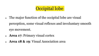 Occipital lobe
● The major function of the occipital lobe are visual
perception, some visual reflexes and involuntary smooth
eye movement.
● Area 17: Primary visual cortex
● Area 18 & 19: Visual Association area
 