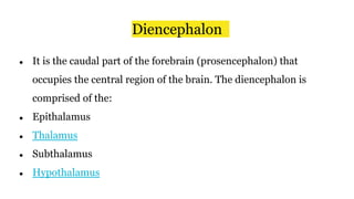 Diencephalon
● It is the caudal part of the forebrain (prosencephalon) that
occupies the central region of the brain. The diencephalon is
comprised of the:
● Epithalamus
● Thalamus
● Subthalamus
● Hypothalamus
 