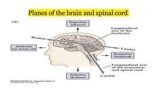 Planes of the brain and spinal cord
 