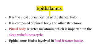 Epithalamus
● It is the most dorsal portion of the diencephalon,
● It is composed of pineal body and other structures.
● Pineal body secretes melatonin, which is important in the
sleep wakefulness cycle.
● Epithalamus is also involved in food & water intake.
 