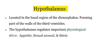 Hypothalamus
● Located in the basal region of the diencephalon. Forming
part of the walls of the third ventricles.
● The hypothalamus regulates important physiological
drive: Appetite, Sexual arousal, & thirst.
 