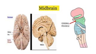 Midbrain
 