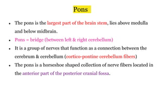 Pons
● The pons is the largest part of the brain stem, lies above medulla
and below midbrain.
● Pons = bridge (between left & right cerebellum)
● It is a group of nerves that function as a connection between the
cerebrum & cerebellum (cortico-pontine cerebellum fibers)
● The pons is a horseshoe shaped collection of nerve fibers located in
the anterior part of the posterior cranial fossa.
 