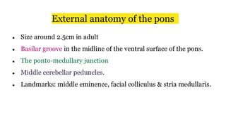 External anatomy of the pons
● Size around 2.5cm in adult
● Basilar groove in the midline of the ventral surface of the pons.
● The ponto-medullary junction
● Middle cerebellar peduncles.
● Landmarks: middle eminence, facial colliculus & stria medullaris.
 