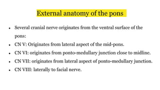 ● Several cranial nerve originates from the ventral surface of the
pons:
● CN V: Originates from lateral aspect of the mid-pons.
● CN VI: originates from ponto-medullary junction close to midline.
● CN VII: originates from lateral aspect of ponto-medullary junction.
● CN VIII: laterally to facial nerve.
External anatomy of the pons
 