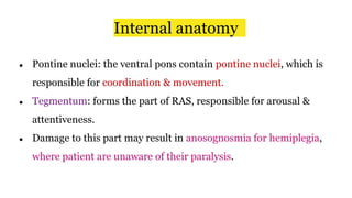 Internal anatomy
● Pontine nuclei: the ventral pons contain pontine nuclei, which is
responsible for coordination & movement.
● Tegmentum: forms the part of RAS, responsible for arousal &
attentiveness.
● Damage to this part may result in anosognosmia for hemiplegia,
where patient are unaware of their paralysis.
 