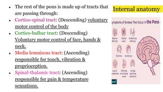 ● The rest of the pons is made up of tracts that
are passing through:
● Cortico-spinal tract: (Descending) voluntary
motor control of the body
● Cortico-bulbar tract: (Descending)
Voluntary motor control of face, hands &
neck.
● Media lemniscus tract: (Ascending)
responsible for touch, vibration &
proprioception.
● Spinal-thalamic tract: (Ascending)
responsible for pain & temperature
sensations.
Internal anatomy
 