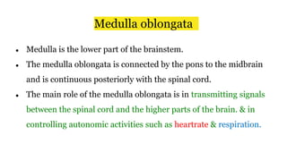 Medulla oblongata
● Medulla is the lower part of the brainstem.
● The medulla oblongata is connected by the pons to the midbrain
and is continuous posteriorly with the spinal cord.
● The main role of the medulla oblongata is in transmitting signals
between the spinal cord and the higher parts of the brain. & in
controlling autonomic activities such as heartrate & respiration.
 