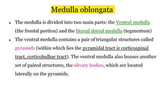 ● The medulla is divided into two main parts: the Ventral medulla
(the frontal portion) and the Dorsal dorsal medulla (tegmentum)
● The ventral medulla contains a pair of triangular structures called
pyramids (within which lies the pyramidal tract ie corticospinal
tract, corticobulbar tract). The ventral medulla also houses another
set of paired structures, the olivary bodies, which are located
laterally on the pyramids.
Medulla oblongata
 
