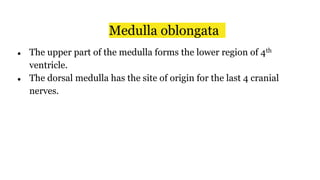 ● The upper part of the medulla forms the lower region of 4th
ventricle.
● The dorsal medulla has the site of origin for the last 4 cranial
nerves.
Medulla oblongata
 