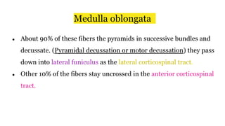 ● About 90% of these fibers the pyramids in successive bundles and
decussate. (Pyramidal decussation or motor decussation) they pass
down into lateral funiculus as the lateral corticospinal tract.
● Other 10% of the fibers stay uncrossed in the anterior corticospinal
tract.
Medulla oblongata
 