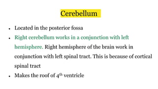 Cerebellum
● Located in the posterior fossa
● Right cerebellum works in a conjunction with left
hemisphere. Right hemisphere of the brain work in
conjunction with left spinal tract. This is because of cortical
spinal tract
● Makes the roof of 4th ventricle
 