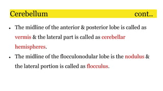 ● The midline of the anterior & posterior lobe is called as
vermis & the lateral part is called as cerebellar
hemispheres.
● The midline of the flocculonodular lobe is the nodulus &
the lateral portion is called as flocculus.
Cerebellum cont..
 