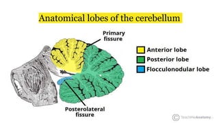Anatomical lobes of the cerebellum
 