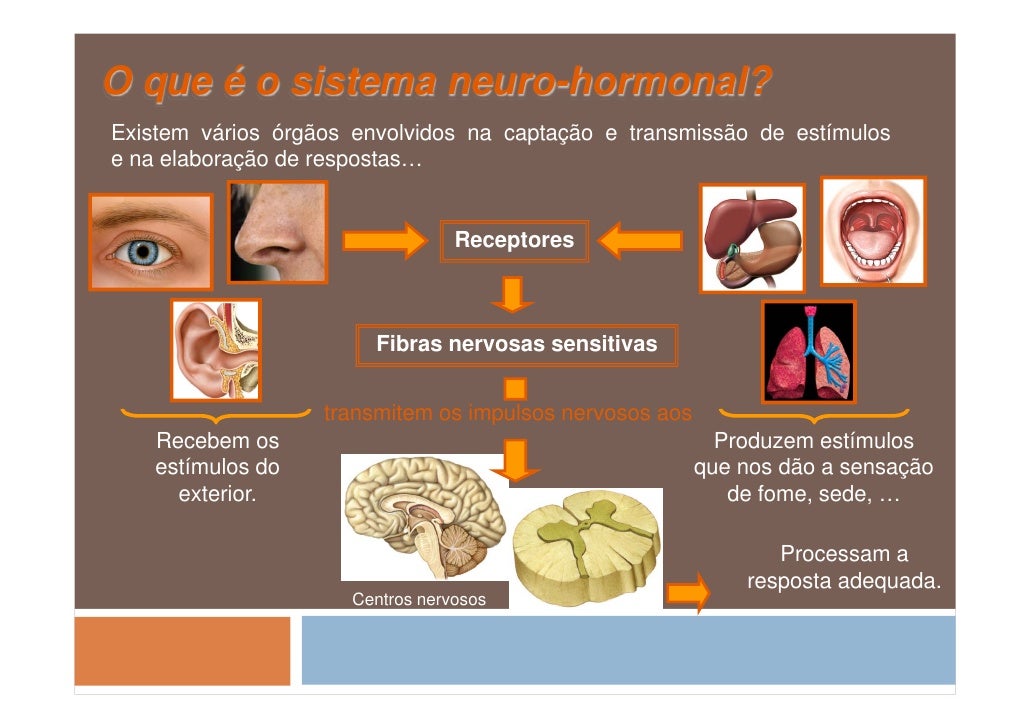 O Que é Modulação Hormonal Neuro Hormonal