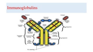 Immunoglobulins
 