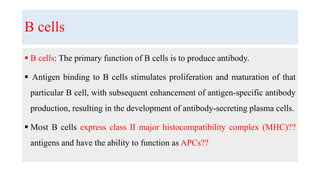B cells
 B cells: The primary function of B cells is to produce antibody.
 Antigen binding to B cells stimulates proliferation and maturation of that
particular B cell, with subsequent enhancement of antigen-specific antibody
production, resulting in the development of antibody-secreting plasma cells.
 Most B cells express class II major histocompatibility complex (MHC)??
antigens and have the ability to function as APCs??
 