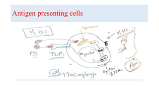 Antigen presenting cells
 
