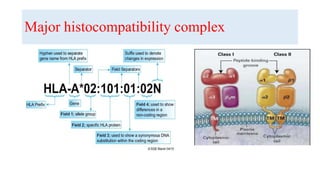 Major histocompatibility complex
 