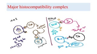 Major histocompatibility complex
 