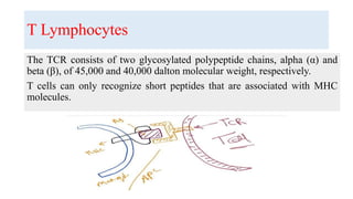 T Lymphocytes
The TCR consists of two glycosylated polypeptide chains, alpha (α) and
beta (β), of 45,000 and 40,000 dalton molecular weight, respectively.
T cells can only recognize short peptides that are associated with MHC
molecules.
 