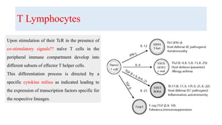 T Lymphocytes
Upon stimulation of their TcR in the presence of
co-stimulatory signals?? naïve T cells in the
peripheral immune compartment develop into
different subsets of effector T helper cells.
This differentiation process is directed by a
specific cytokine milieu as indicated leading to
the expression of transcription factors specific for
the respective lineages.
 