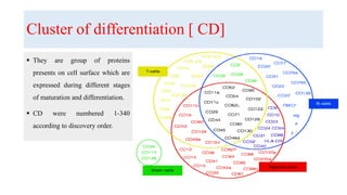 Cluster of differentiation [ CD]
 They are group of proteins
presents on cell surface which are
expressed during different stages
of maturation and differentiation.
 CD were numbered 1-340
according to discovery order.
 