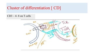 Cluster of differentiation [ CD]
CD3 – 4- 8 on T cells
 