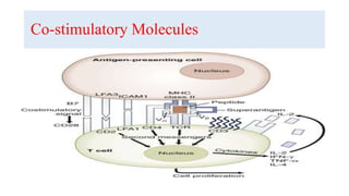 Co-stimulatory Molecules
 