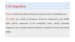 Cell migration
Selectins facilitate the rolling of leukocytes along the surface of endothelial cells .
The MMPs are a family of proteinases secreted by inflammatory cells; MMPs
digest specific components of the extracellular matrix, thereby facilitating
lymphocyte entry through basement membranes including the blood–brain barrier
(BBB).
 