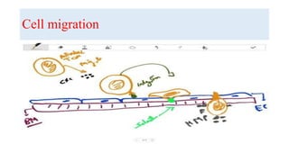 Cell migration
.
 