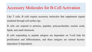 Accessory Molecules for B-Cell Activation
Like T cells, B cells require accessory molecules that supplement signals
mediated through cell-surface Igs.
B cells can respond to proteins, peptides, polysaccharides, nucleic acids,
lipids, and small chemicals.
B cells responding to peptide antigens are dependent on T-cell help for
proliferation and differentiation, and these antigens are termed thymus-
dependent (T-dependent).
 