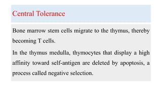 Central Tolerance
Bone marrow stem cells migrate to the thymus, thereby
becoming T cells.
In the thymus medulla, thymocytes that display a high
affinity toward self-antigen are deleted by apoptosis, a
process called negative selection.
 