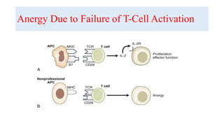 Anergy Due to Failure of T-Cell Activation
 