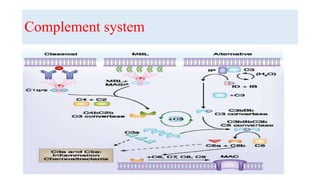 Complement system
 