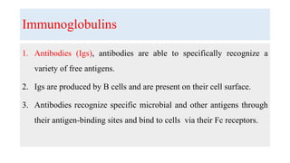 Immunoglobulins
1. Antibodies (Igs), antibodies are able to specifically recognize a
variety of free antigens.
2. Igs are produced by B cells and are present on their cell surface.
3. Antibodies recognize specific microbial and other antigens through
their antigen-binding sites and bind to cells via their Fc receptors.
 