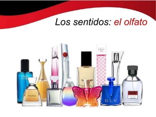 Los sentidos: el olfato
 