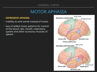 Integrative Functions of the Nervous System: Cerebral Cortex and Limbic ...