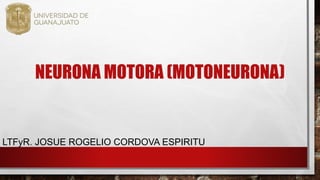 NEURONA MOTORA (MOTONEURONA)
LTFyR. JOSUE ROGELIO CORDOVA ESPIRITU
 