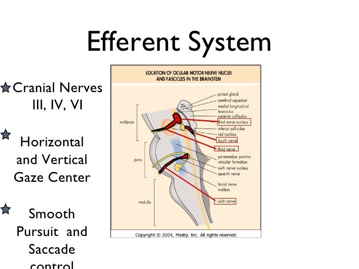 Introduction to Neuroophthalmology