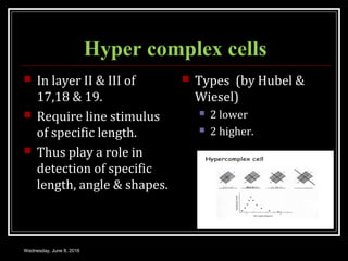 Hypercomplex Cell NEUROPHYSIOLOGY OF VISION | PPT